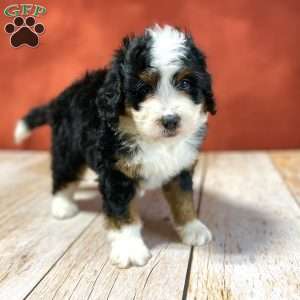 Russell, Mini Bernedoodle Puppy